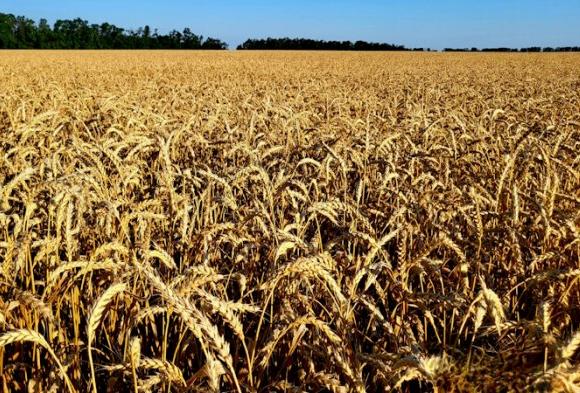 На Кубани завершена апробация озимых и яровых зерновых культур.