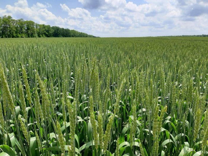 Опыт применения активатора роста с фунгицидным эффектом на посевах озимой пшеницы