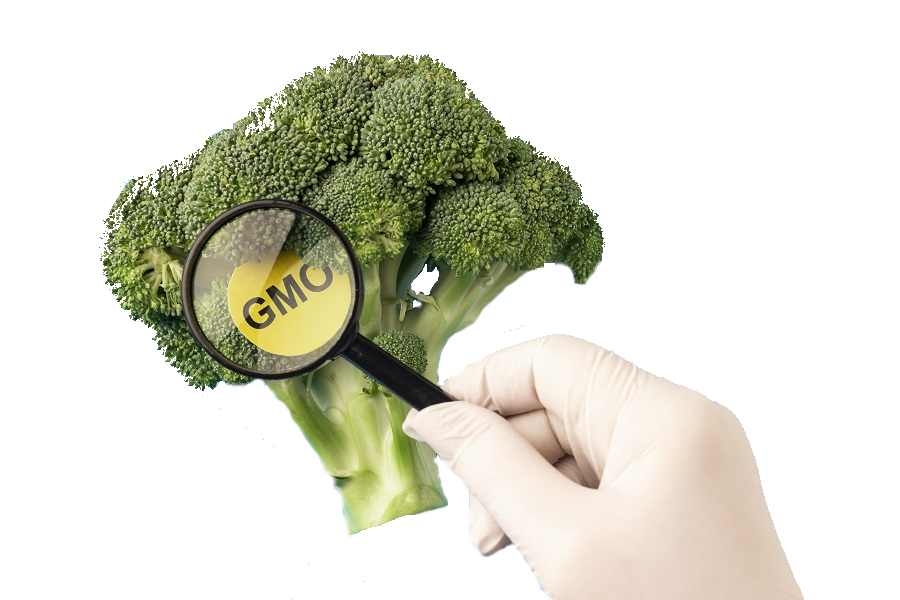 Выявление и идентификация ГМО в семенах семенах, зерне и продуктах его переработки