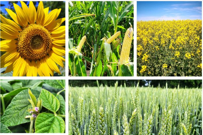 В реестре семеноводческих хозяйств Кубани зарегистрировано 67 сельхозпроизводителей.