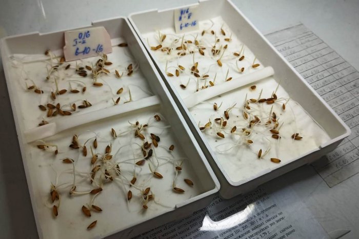 Семена риса прошли проверку на определение посевных качеств в лабораториях РСЦ.